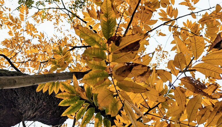 紅葉したムクロジの葉