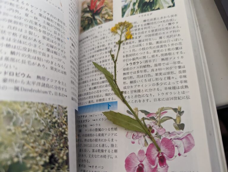 押し花を入れる