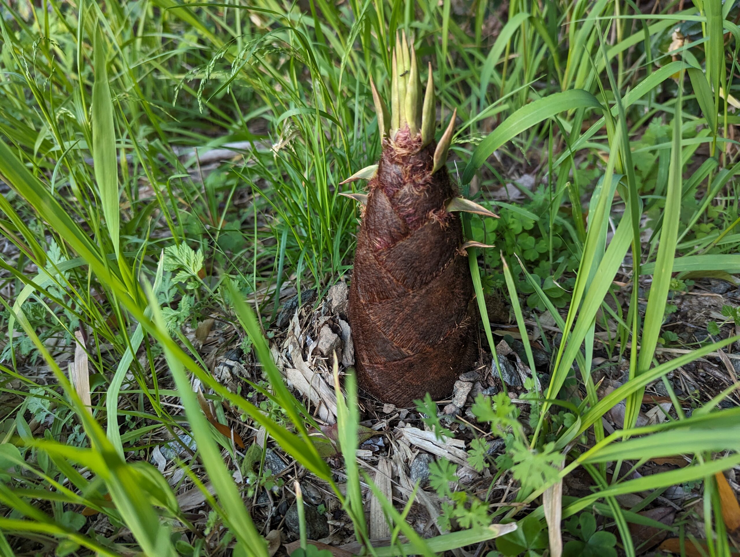 竹林の様子