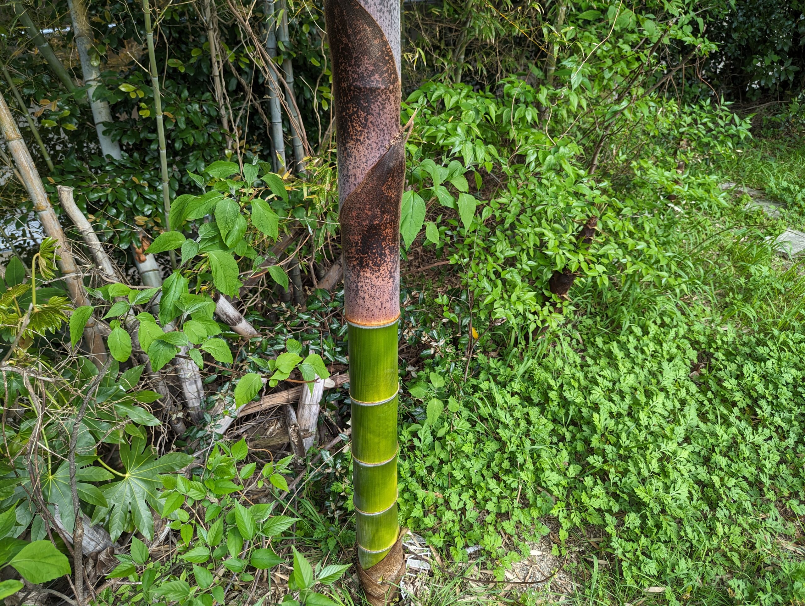 タケノコの皮の材料