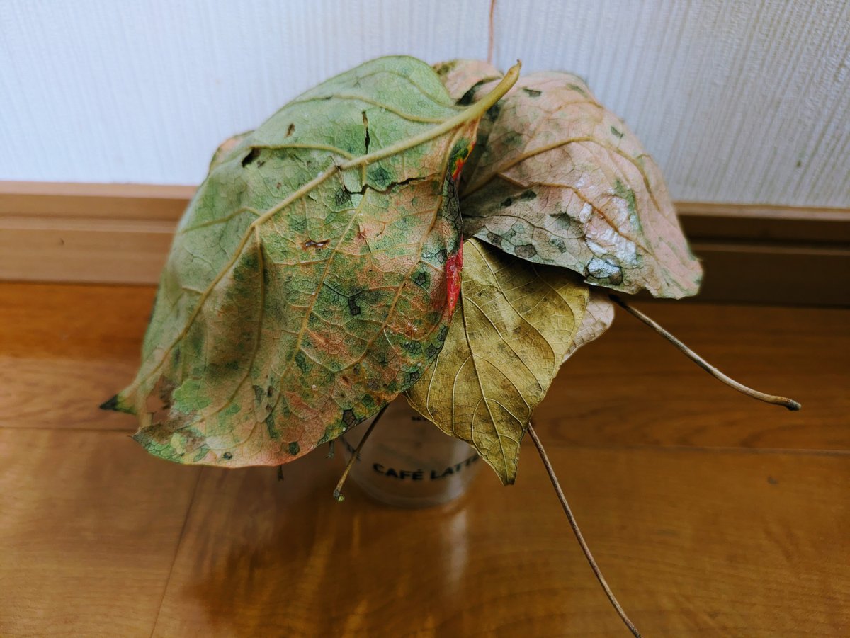 敷き詰めた様子