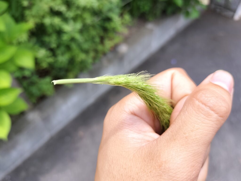 いもむし