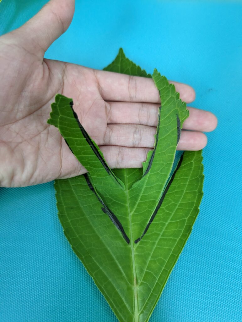 最初の切り込み