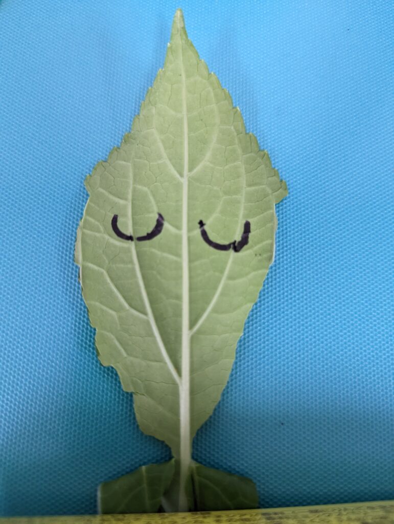 おめめ部分の切り込み