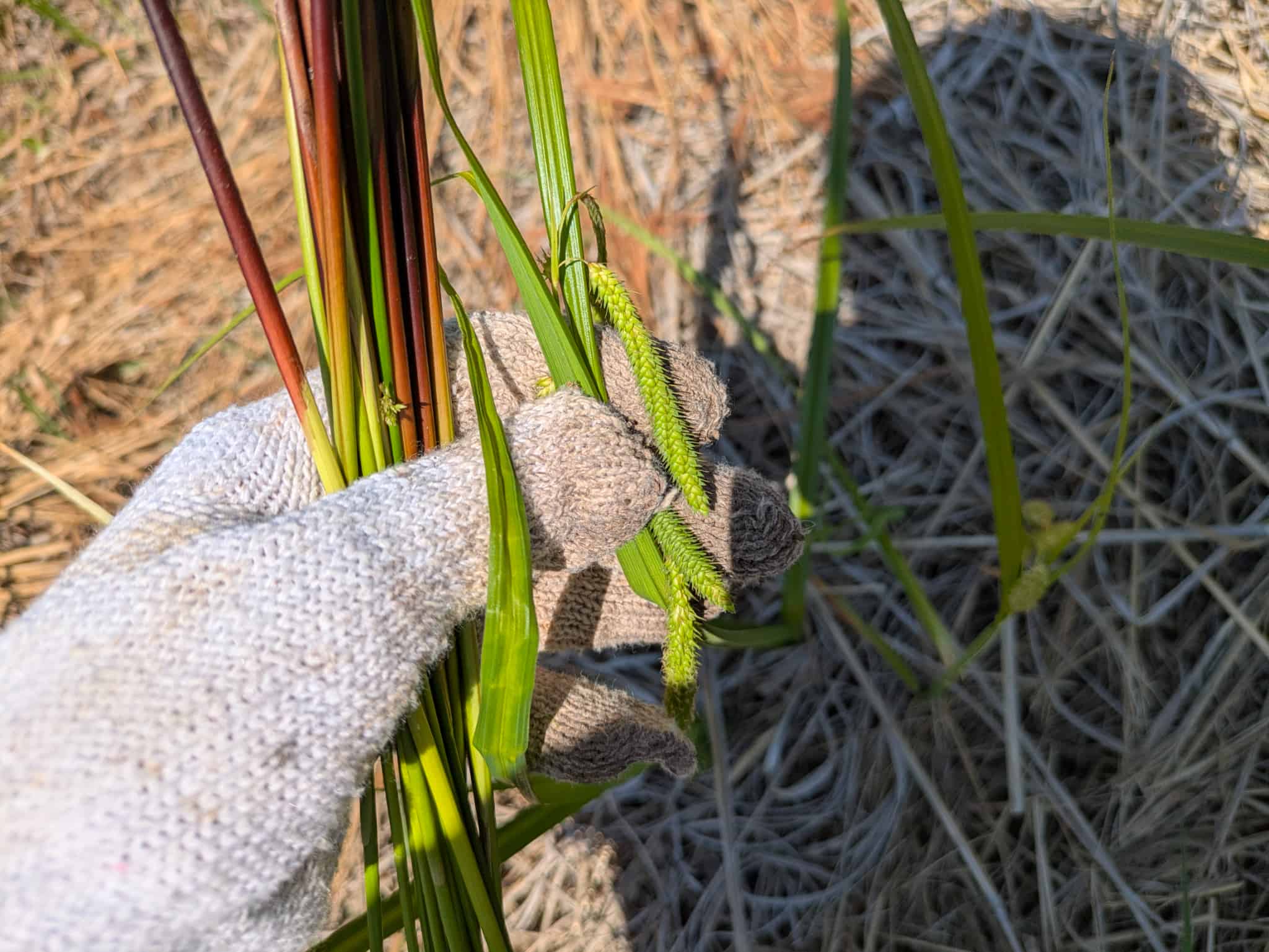 アゼナルコの穂