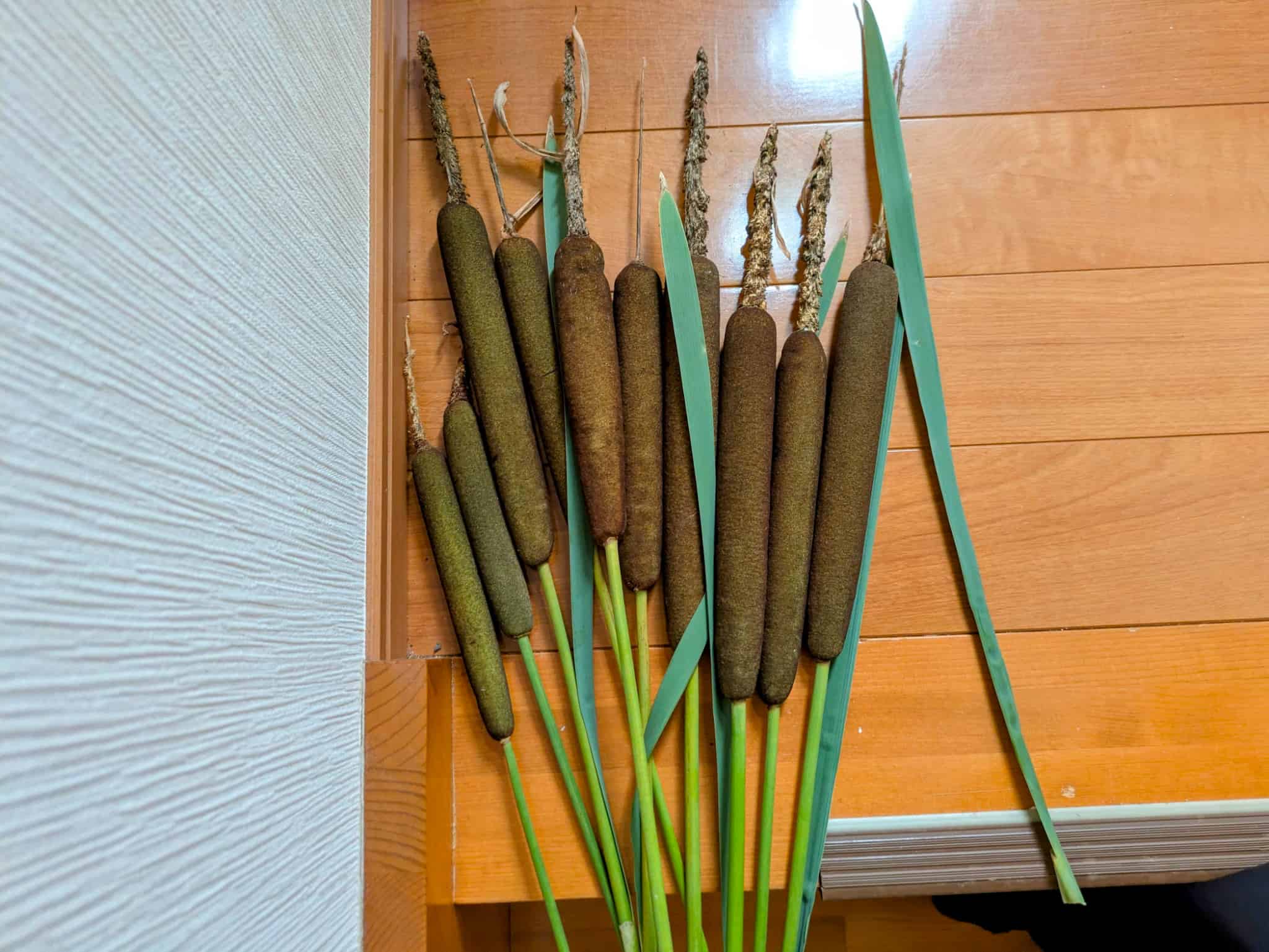6月に収穫したガマ